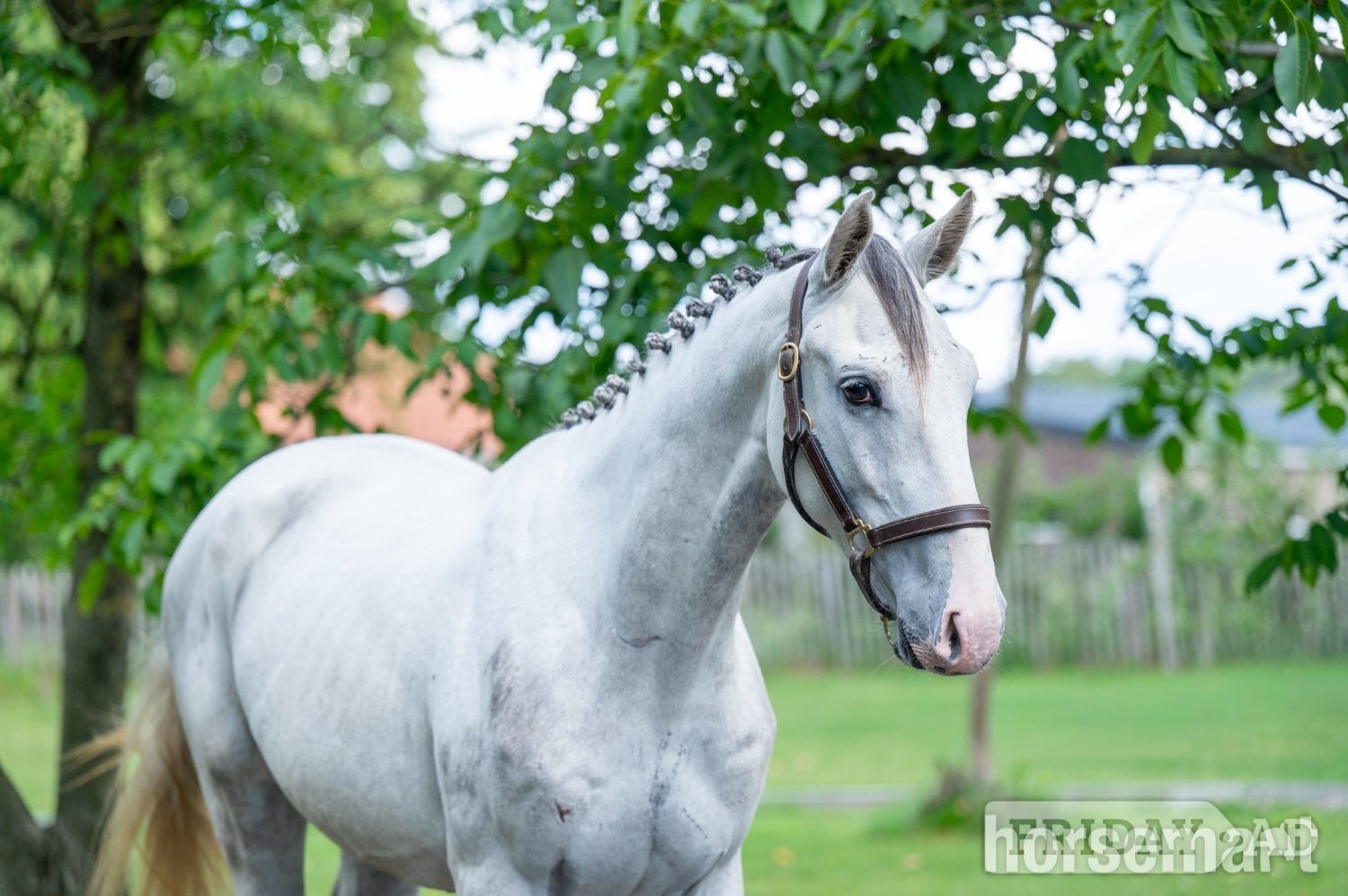"Shotgun vd Brouwershoeve" Dark Bay Gelding Show Jumper - Horses in Dover