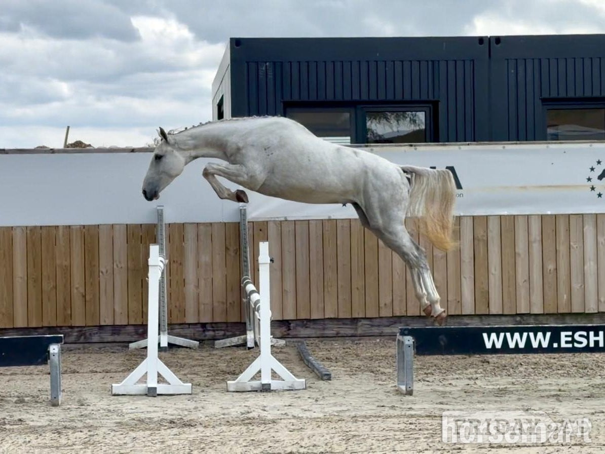 Dover "Shotgun vd Brouwershoeve" Dark Bay Gelding Show Jumper