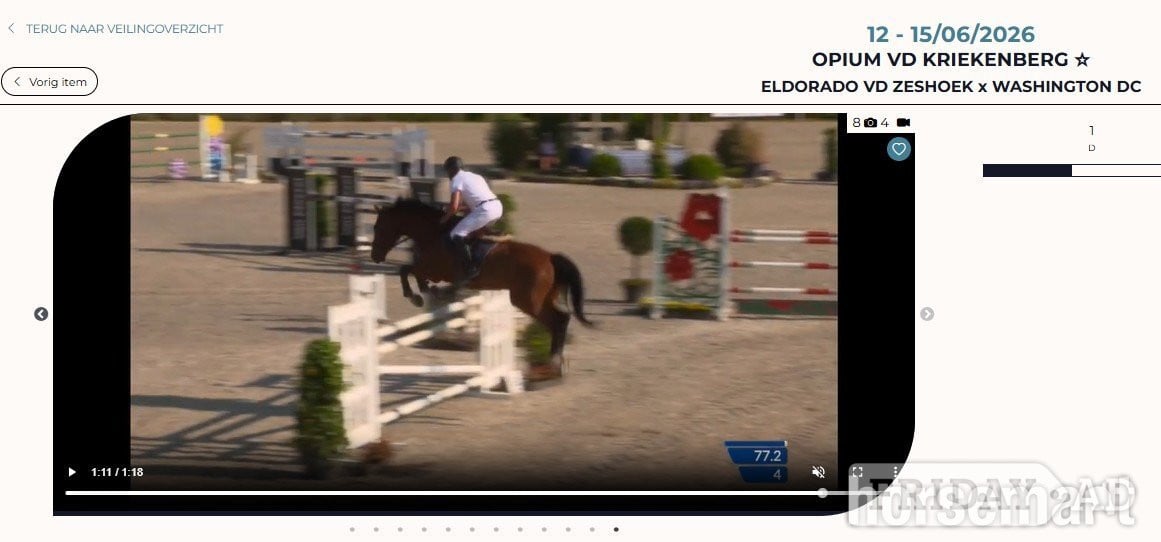 "Shotgun vd Brouwershoeve" Dark Bay Gelding Show Jumper