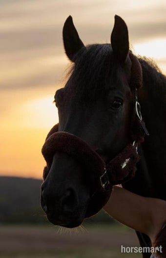 "Shotgun vd Brouwershoeve" Dark Bay Gelding Show Jumper