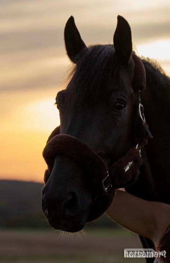 "Shotgun vd Brouwershoeve" Dark Bay Gelding Show Jumper in Dover
