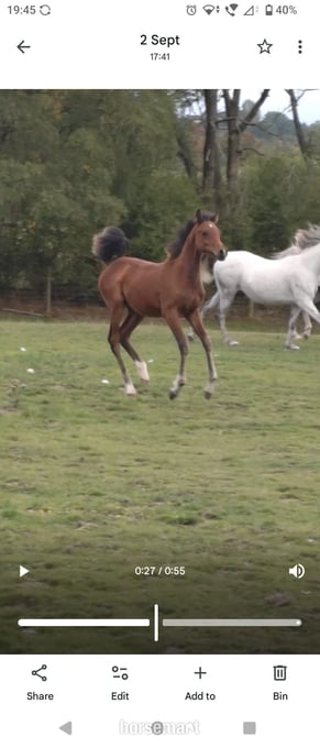 "Amira" Grey Filly Youngstock / Foal