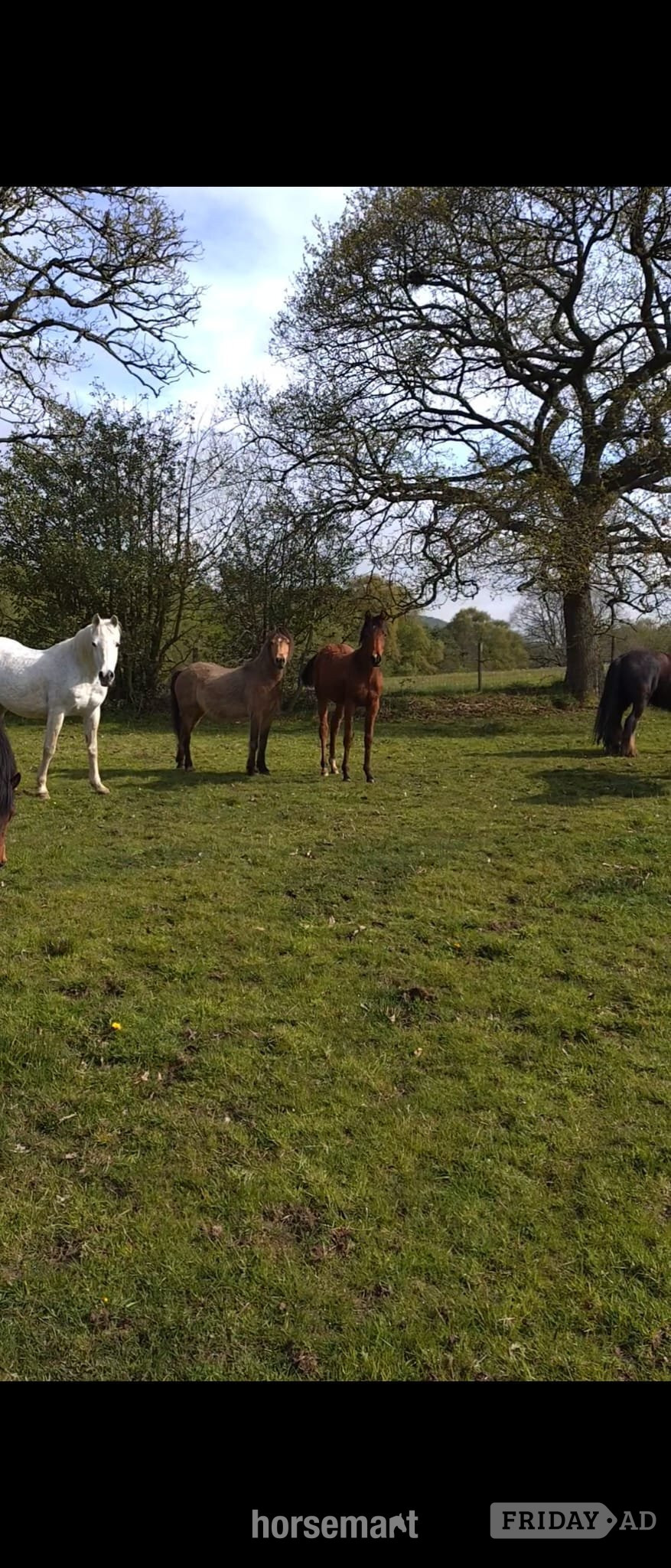 "Amira" Grey Filly Youngstock / Foal