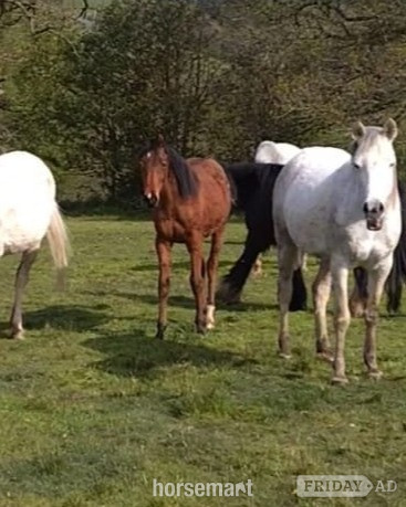 Shrewsbury "Amira" Grey Filly Youngstock / Foal
