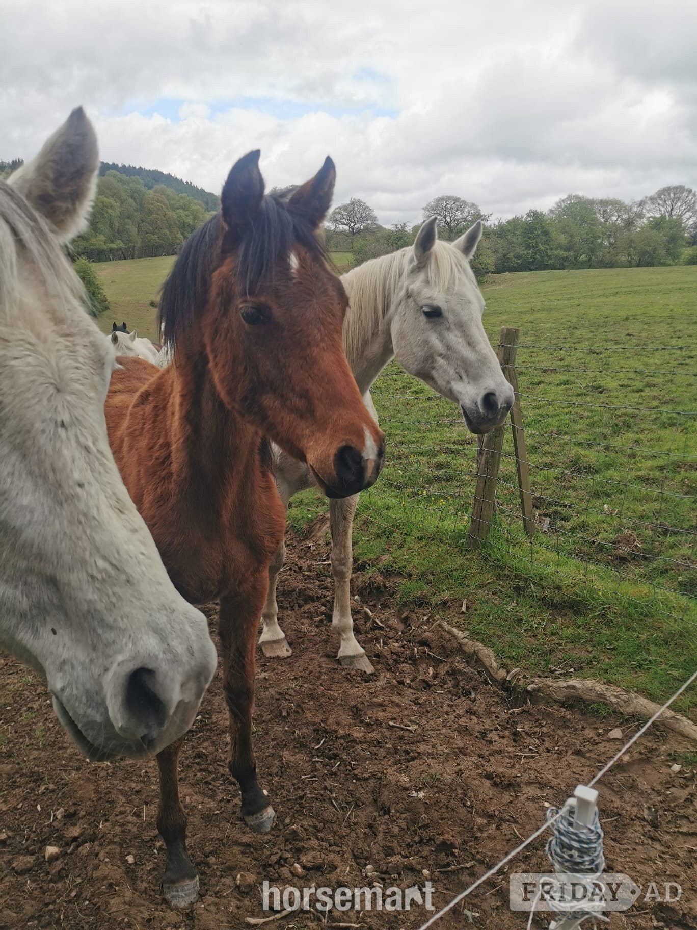 "Amira" Grey Filly Youngstock / Foal - Horses in Shrewsbury