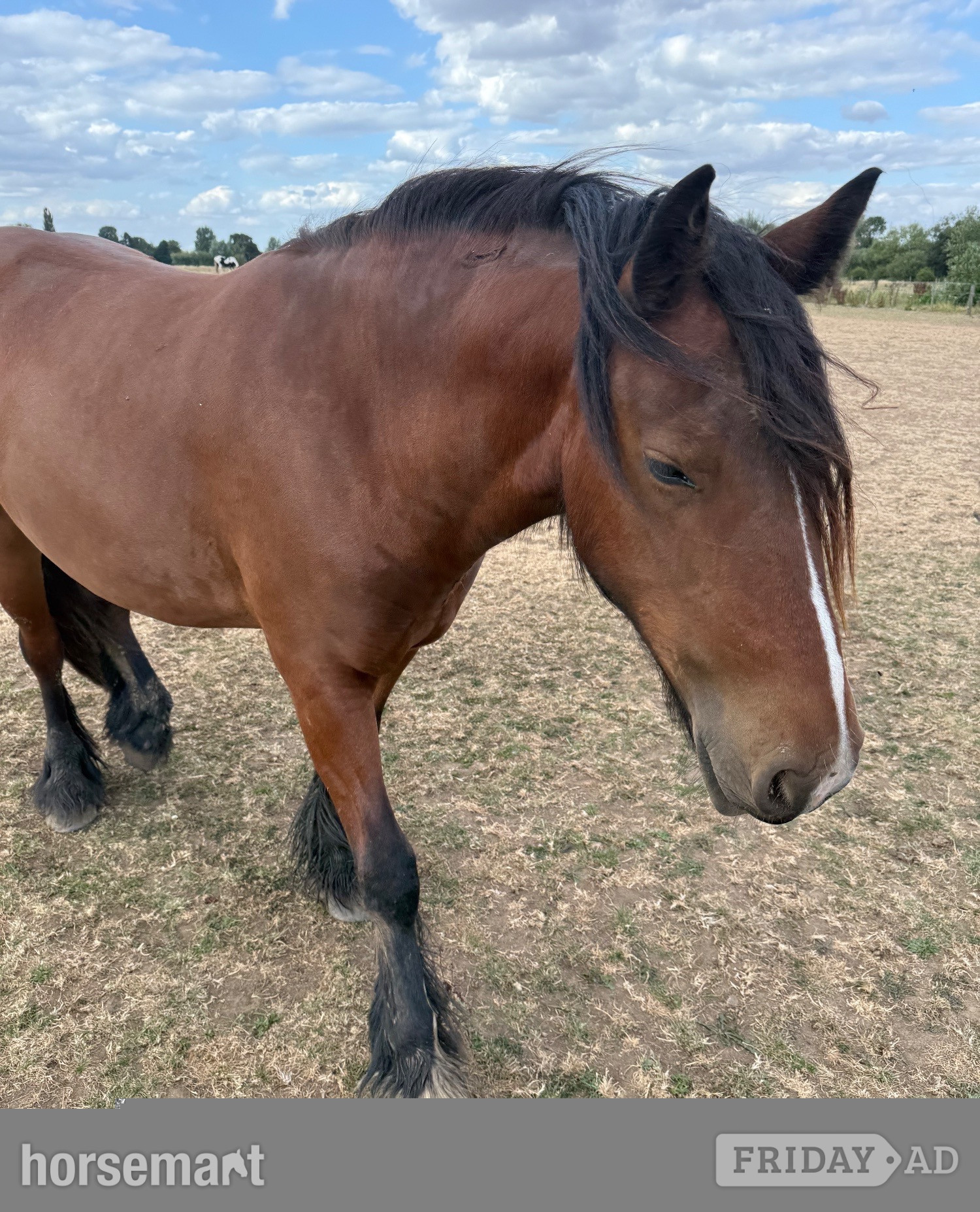 "The Wold Peridot Squiggle" Bay Filly Youngstock / Foal in Sawley
