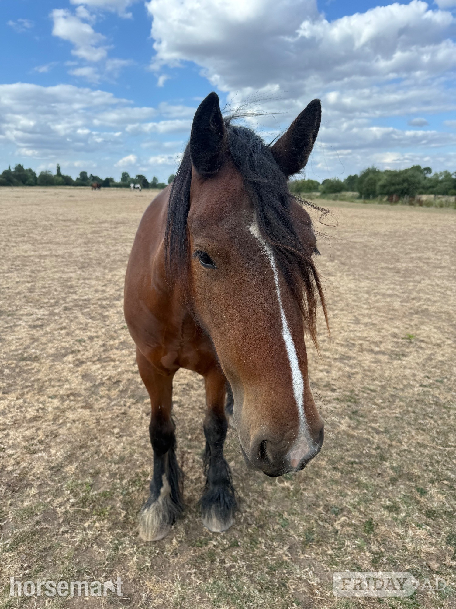 "The Wold Peridot Squiggle" Bay Filly Youngstock / Foal