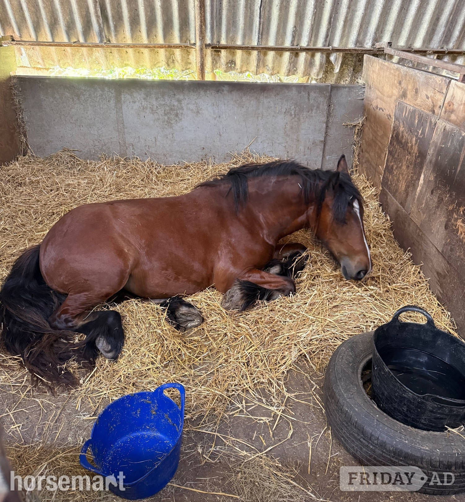 Sawley "The Wold Peridot Squiggle" Bay Filly Youngstock / Foal