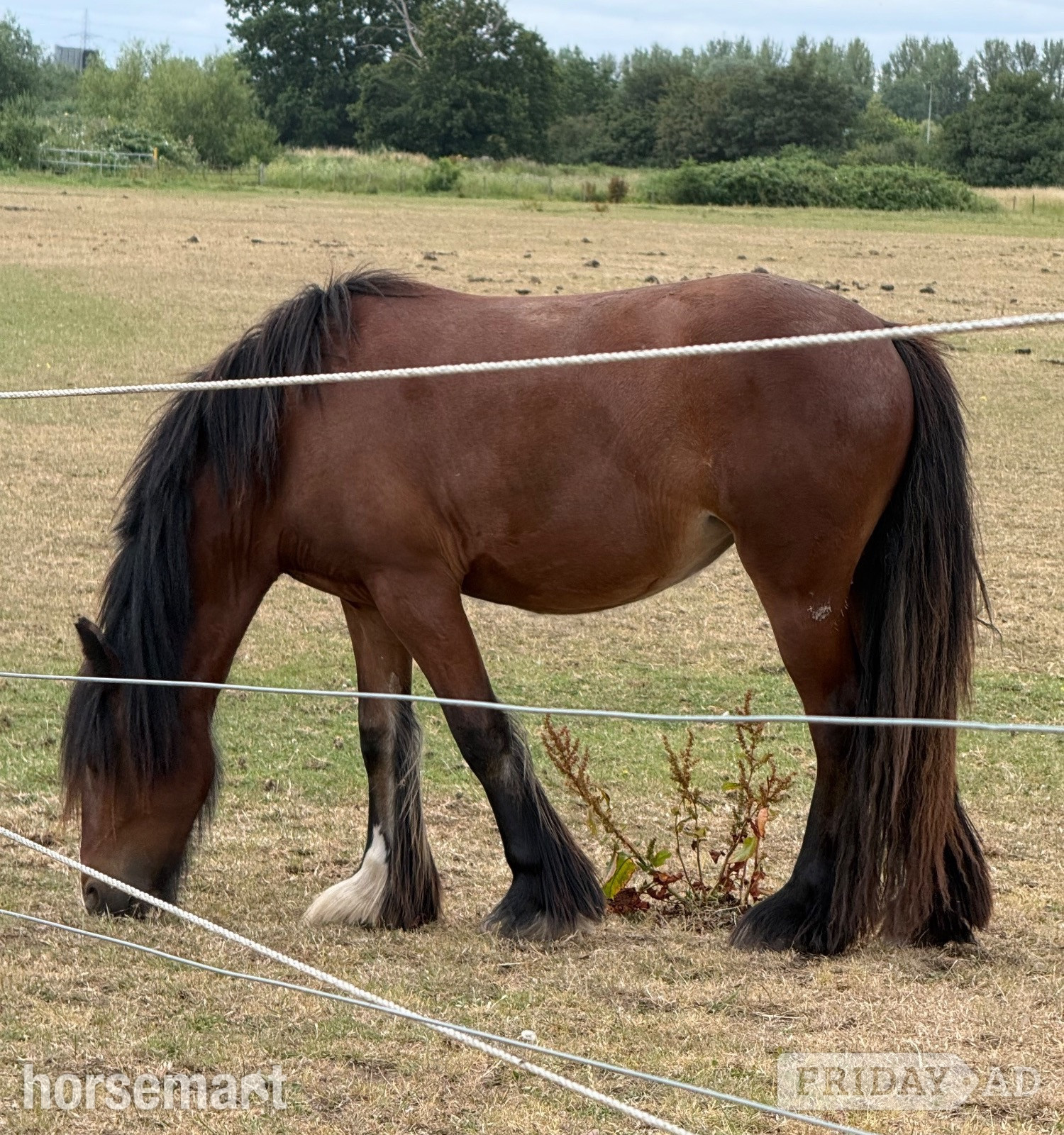 "The Wold Peridot Squiggle" Bay Filly Youngstock / Foal - Horses in Sawley