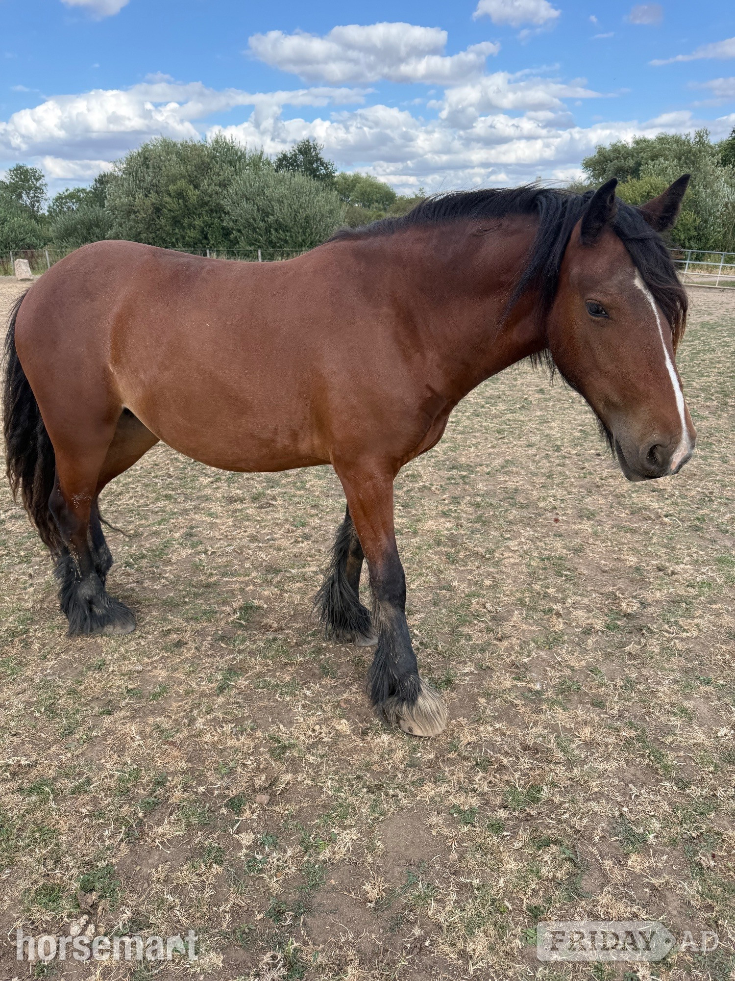 "The Wold Peridot Squiggle" Bay Filly Youngstock / Foal - Horses