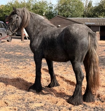 "Puma " Iron Grey Filly Youngstock / Foal