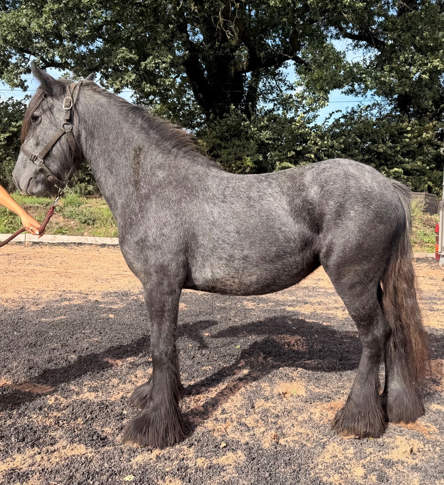 "Puma " Iron Grey Filly Youngstock / Foal
