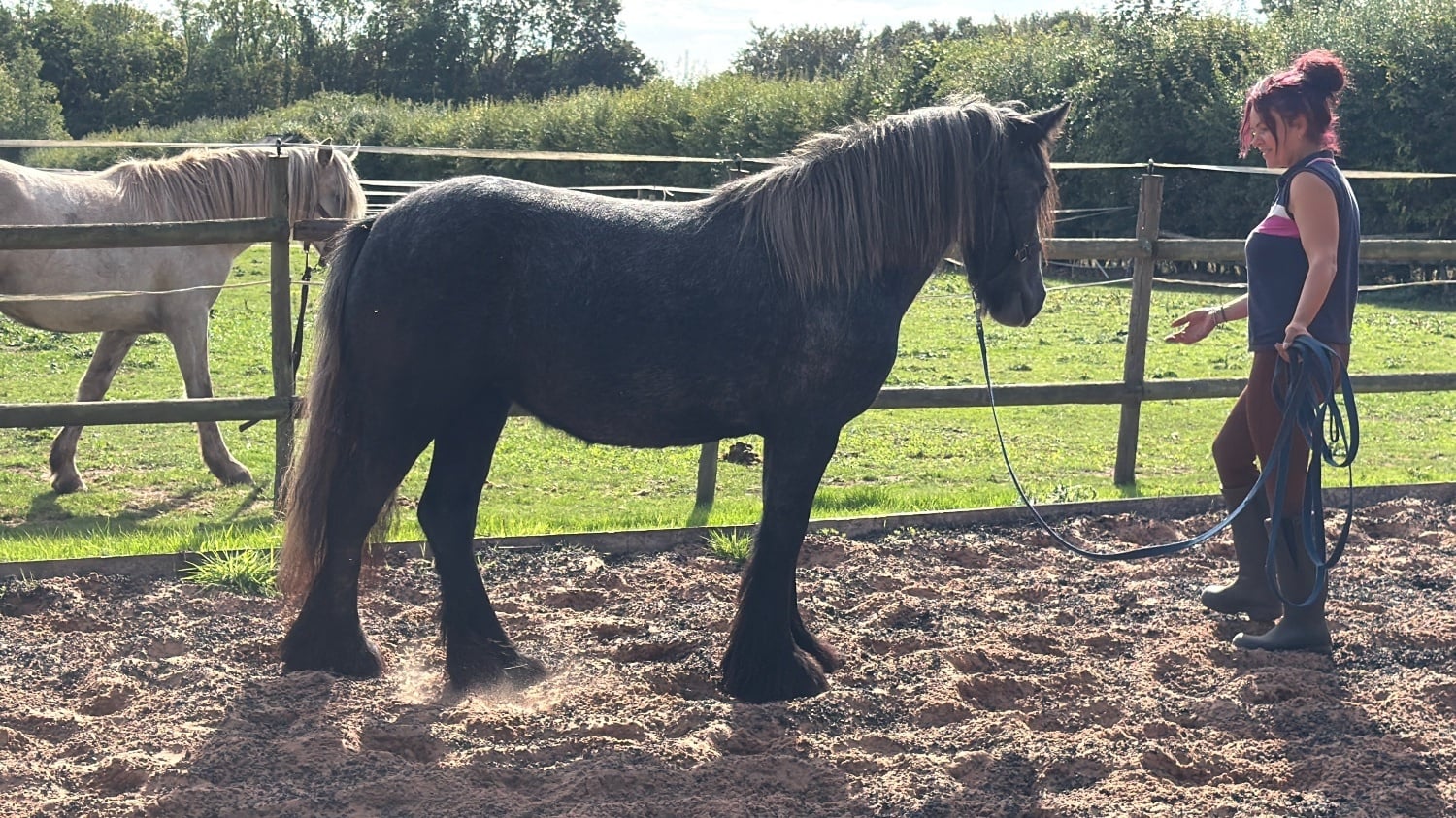 Wolverhampton "Puma " Iron Grey Filly Youngstock / Foal