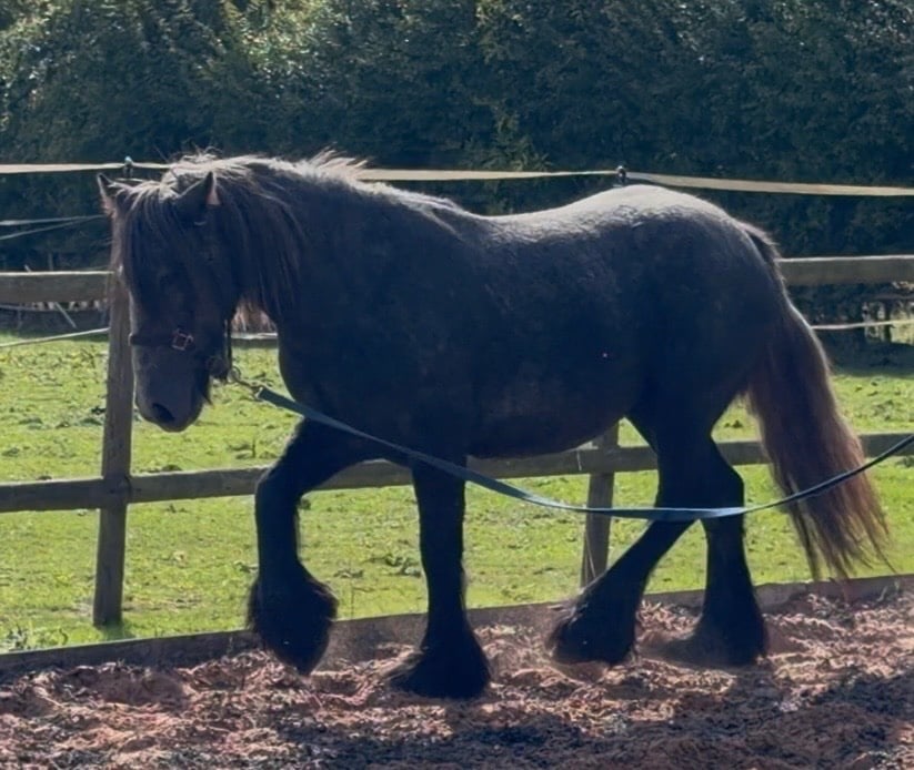 "Puma " Iron Grey Filly Youngstock / Foal - Horses in Wolverhampton