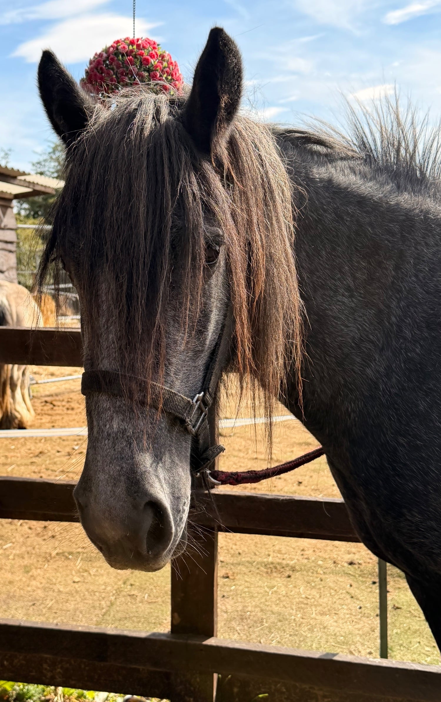 "Puma " Iron Grey Filly Youngstock / Foal - Horses