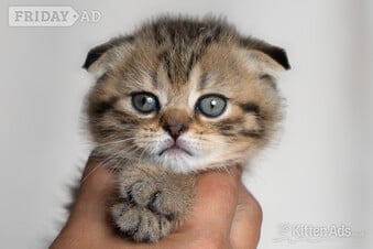 Scottish Fold Kittens Ready Now!  £300