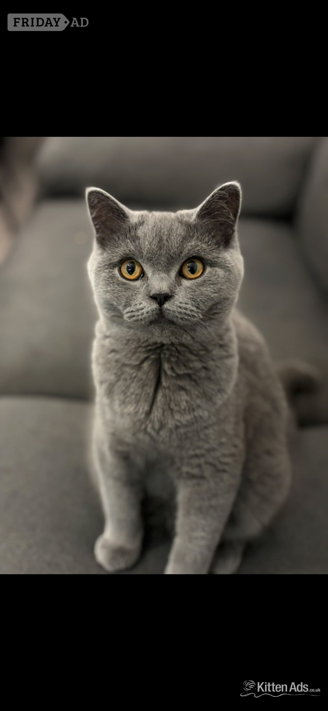Scottish Fold Kitten Ready Now!  £500 - Cats & Kittens
