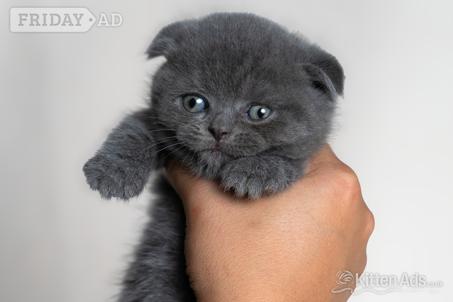 Scottish Fold Kittens – Ready Soon 🐾