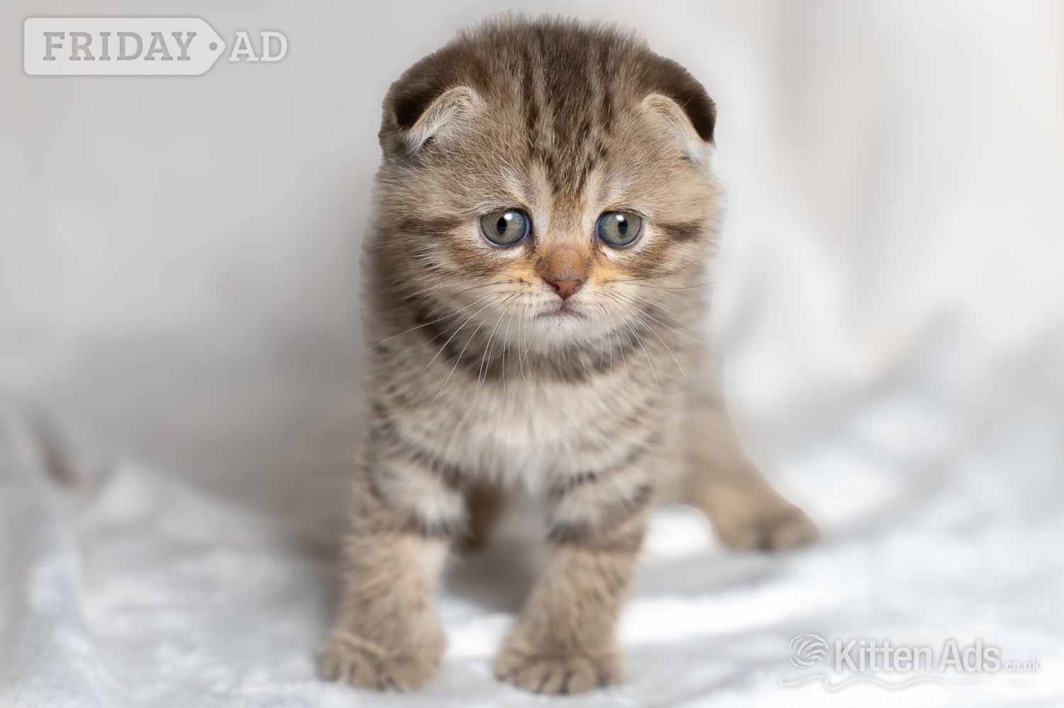 Nottingham Scottish Fold Kittens Ready Now!  £300