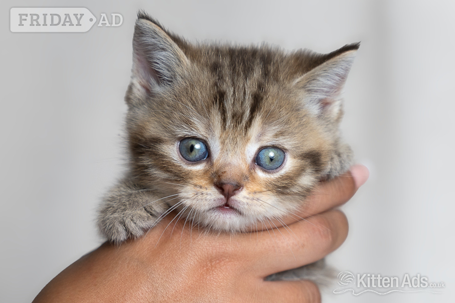 Nottingham Scottish Fold Kittens – Ready Soon 🐾