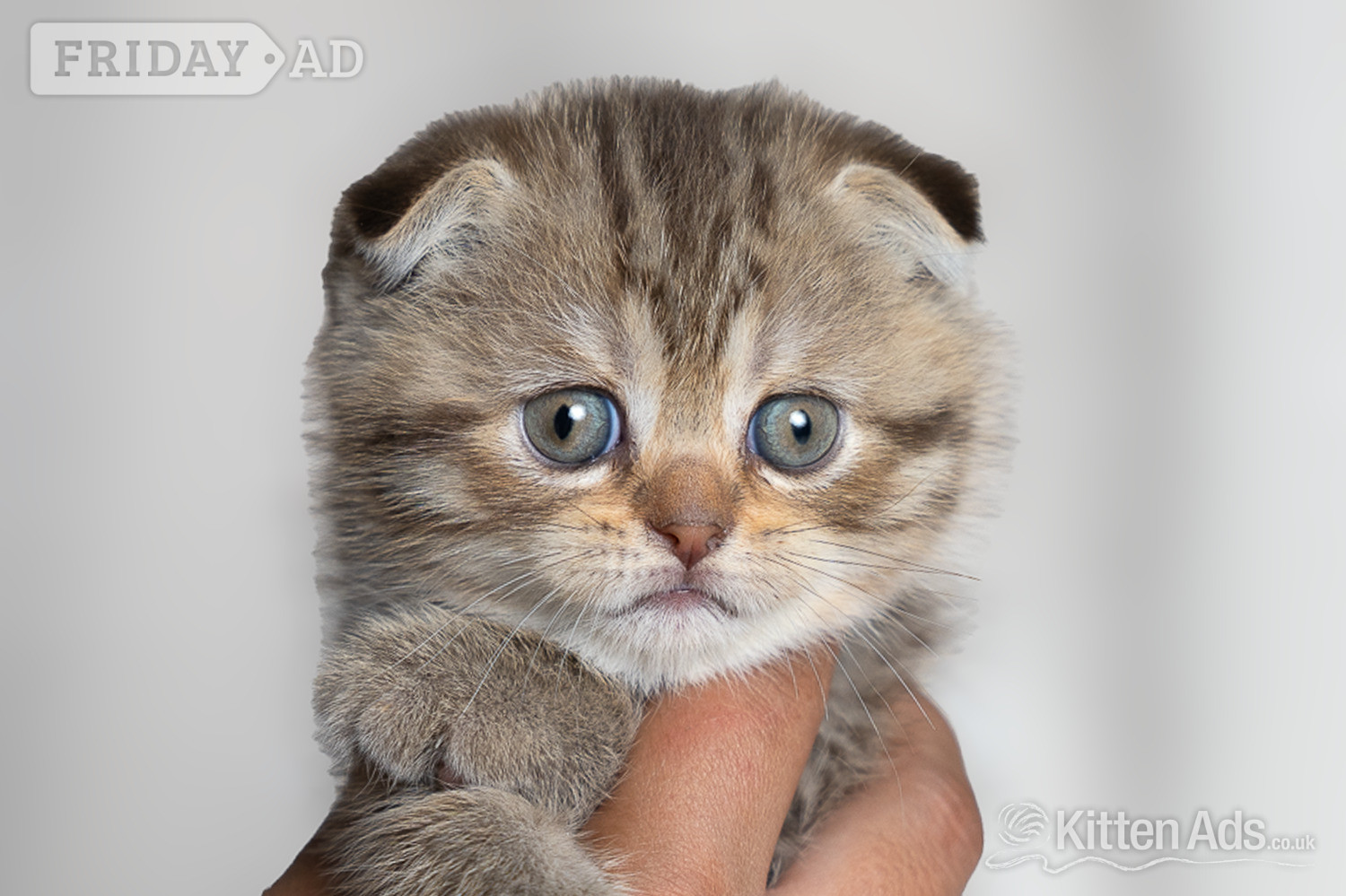 Scottish Fold Kittens – Ready Soon 🐾 - Cats & Kittens