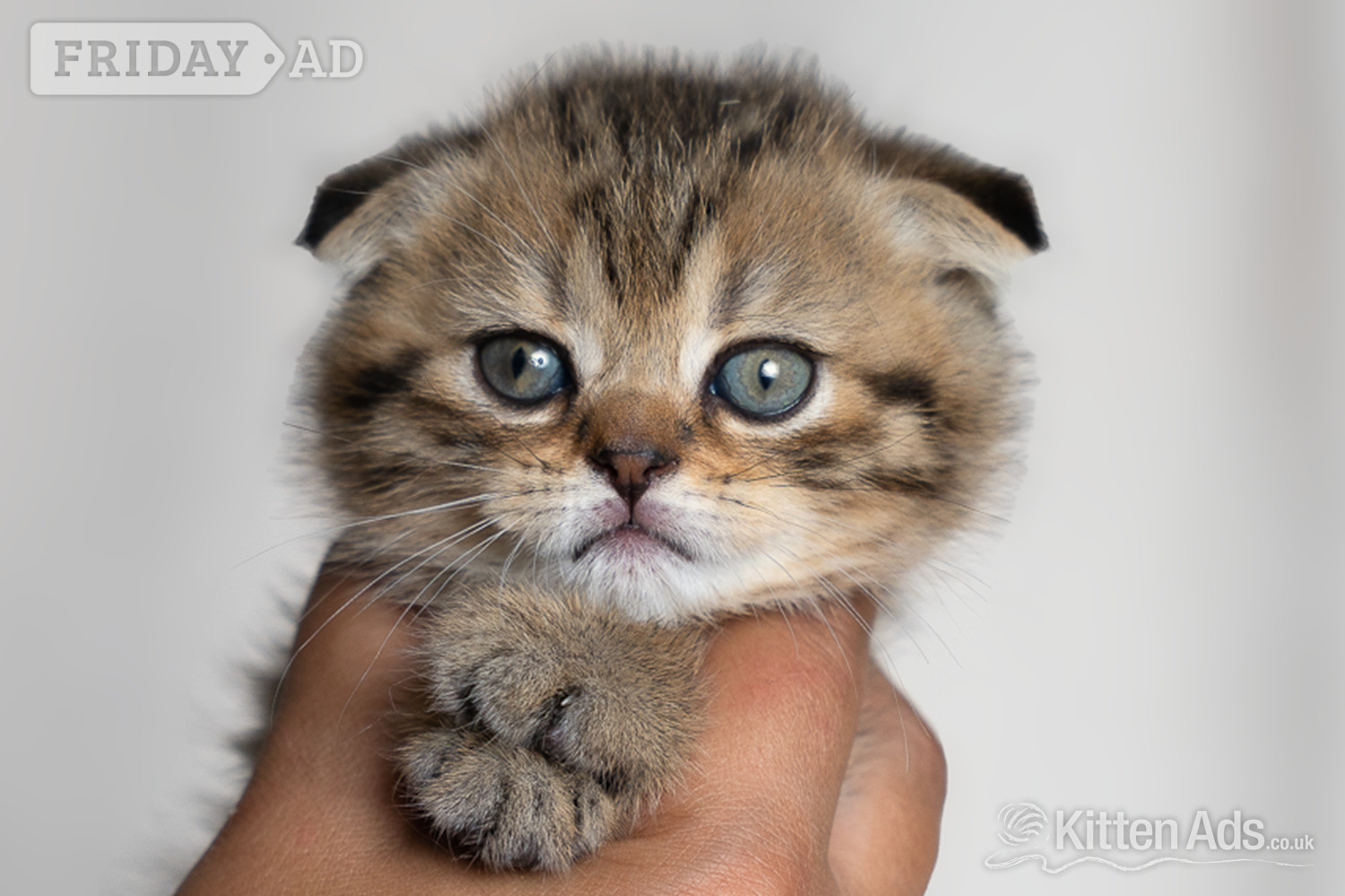 Scottish Fold Kittens – Ready Soon 🐾 - Cats & Kittens in Nottingham
