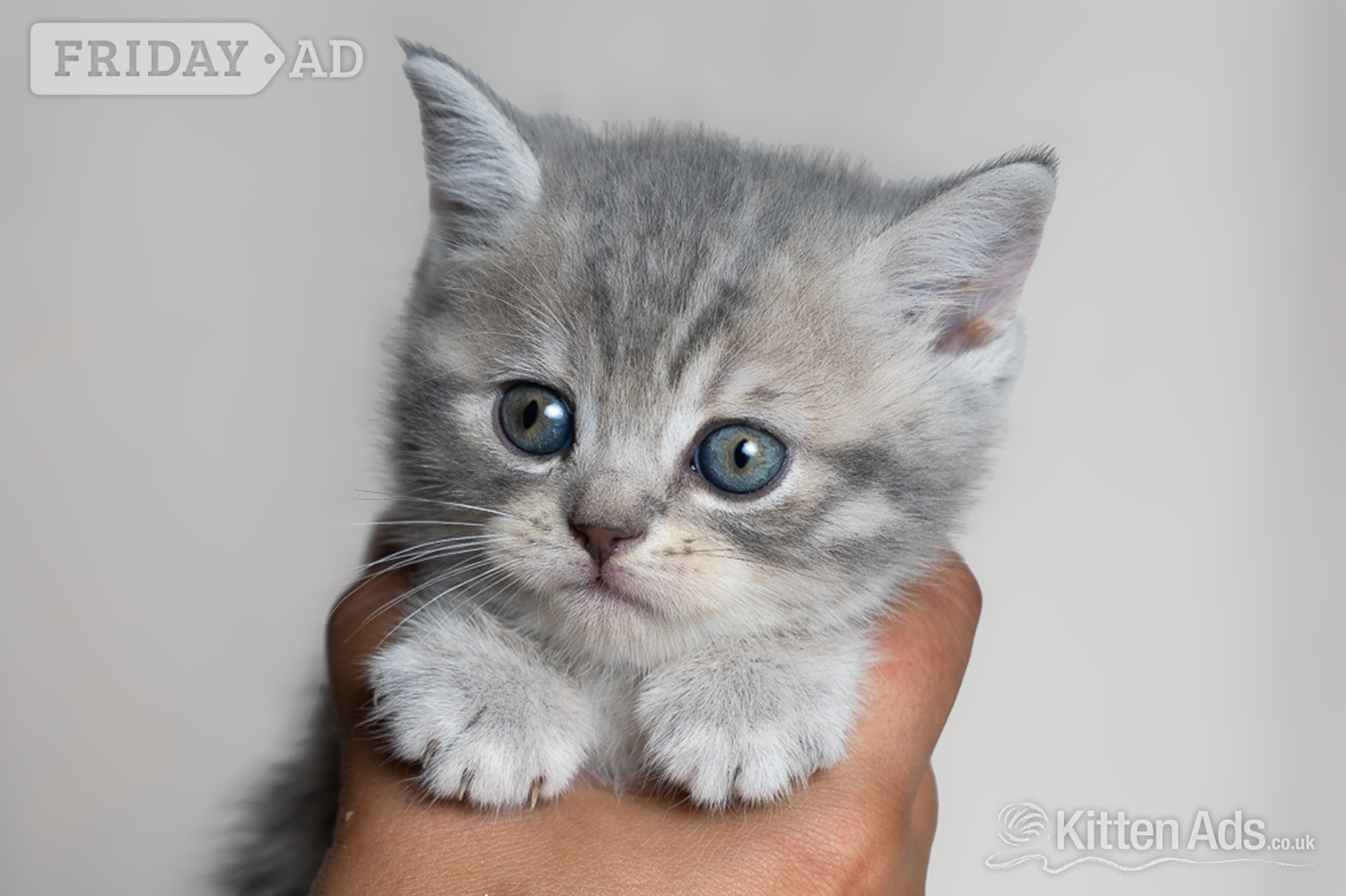 Scottish Fold Kittens – Ready Soon 🐾 in Nottingham