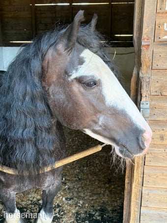 "Cheyenne"  Mare Cob/Heavy Horse