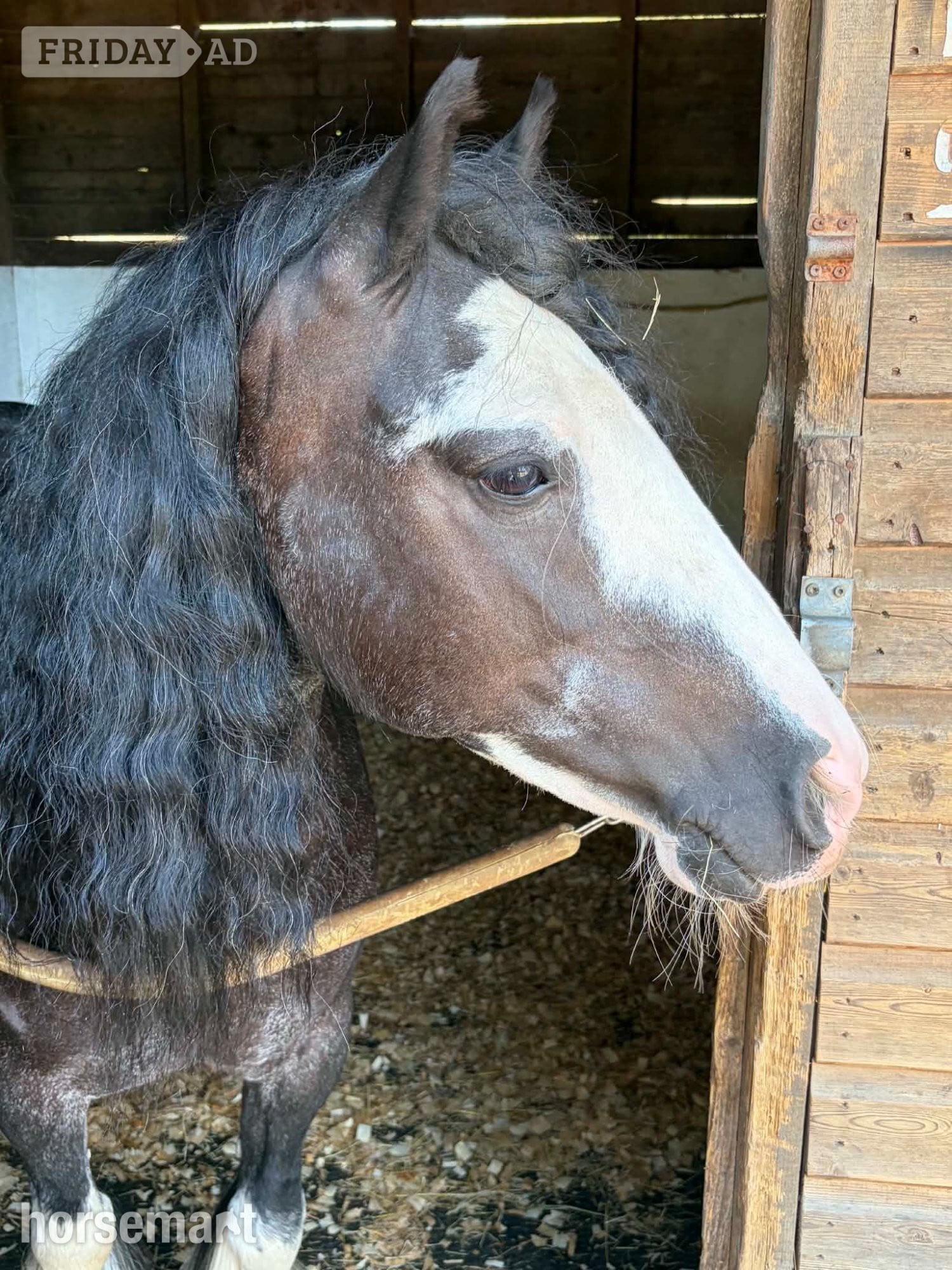 "Cheyenne"  Mare Cob/Heavy Horse in Crowborough