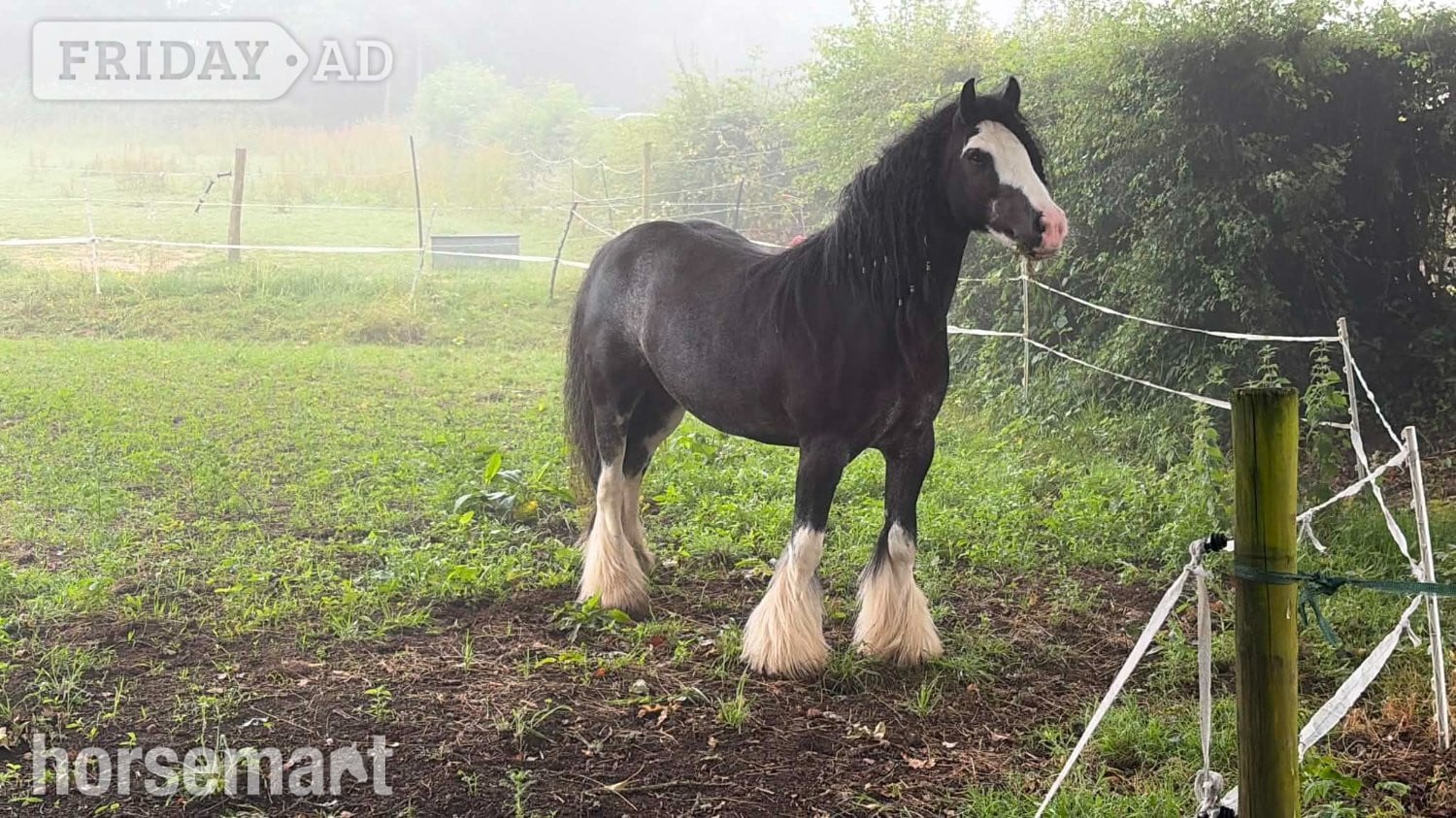 "Cheyenne"  Mare Cob/Heavy Horse