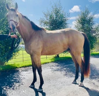 "Hudson Sunshine " Dun Gelding All Rounder