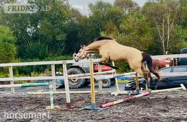 "Hudson Sunshine " Dun Gelding All Rounder