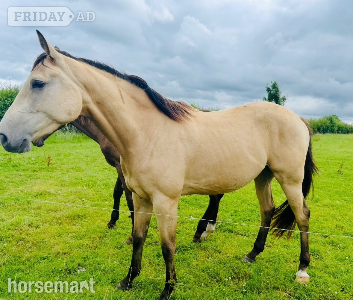 Lisburn "Hudson Sunshine " Dun Gelding All Rounder