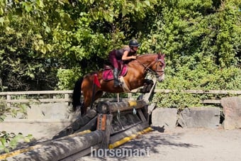 "Gwen: competitive, scopey showjumping pony with top breeding" Bay Mare Show Jumper