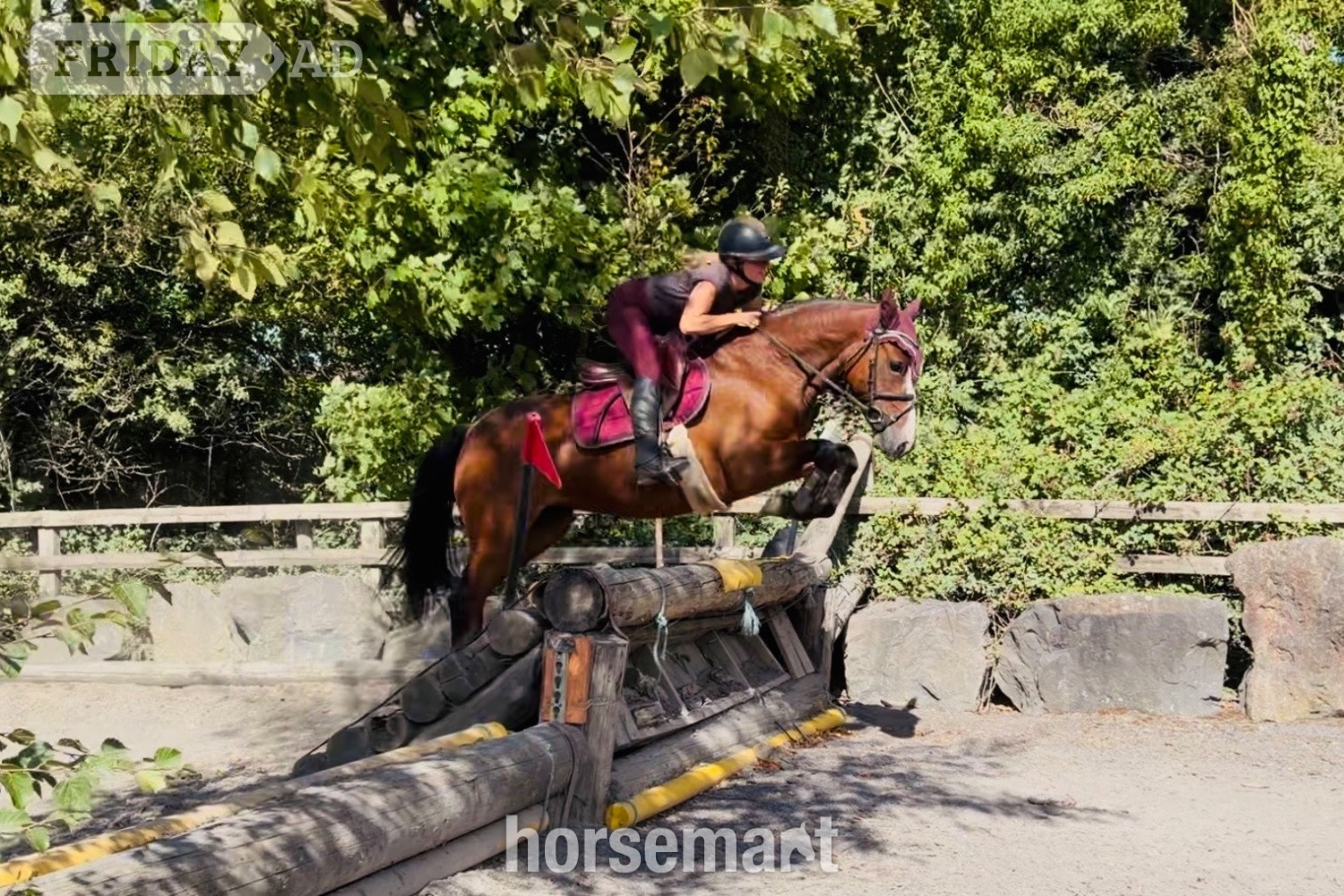 "Gwen: competitive, scopey showjumping pony with top breeding" Bay Mare Show Jumper in Raheen