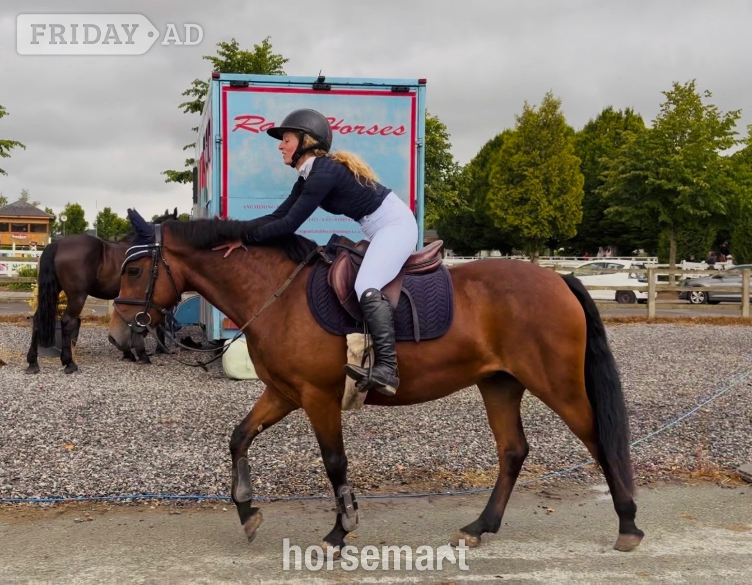 "Gwen: competitive, scopey showjumping pony with top breeding" Bay Mare Show Jumper