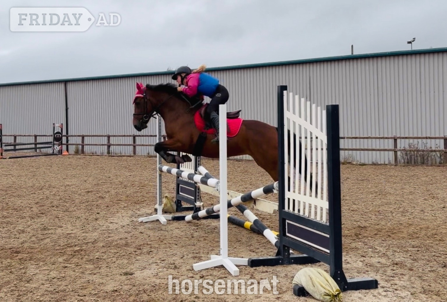 Raheen "Gwen: competitive, scopey showjumping pony with top breeding" Bay Mare Show Jumper