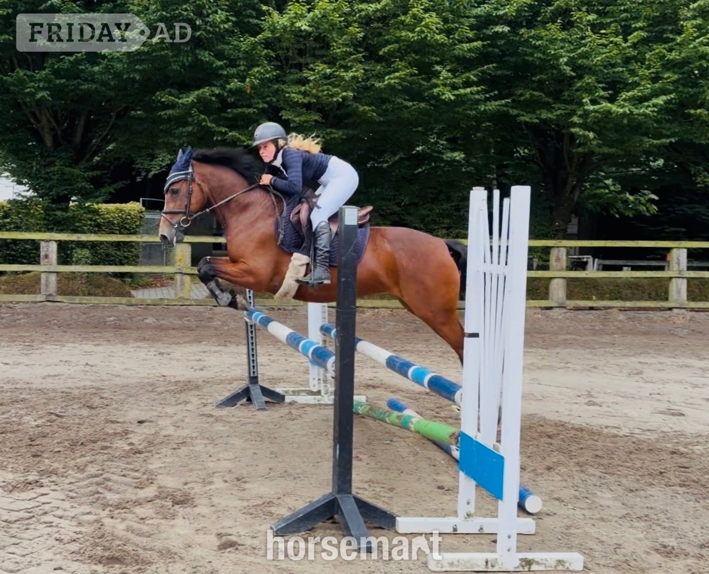"Gwen: competitive, scopey showjumping pony with top breeding" Bay Mare Show Jumper - Horses in Raheen