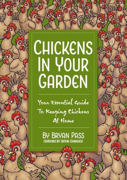 Ashurst Quality Hybrid Chickens at Point of lay
