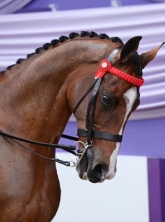 "Yazdi" Bright Bay Gelding Showing Horse