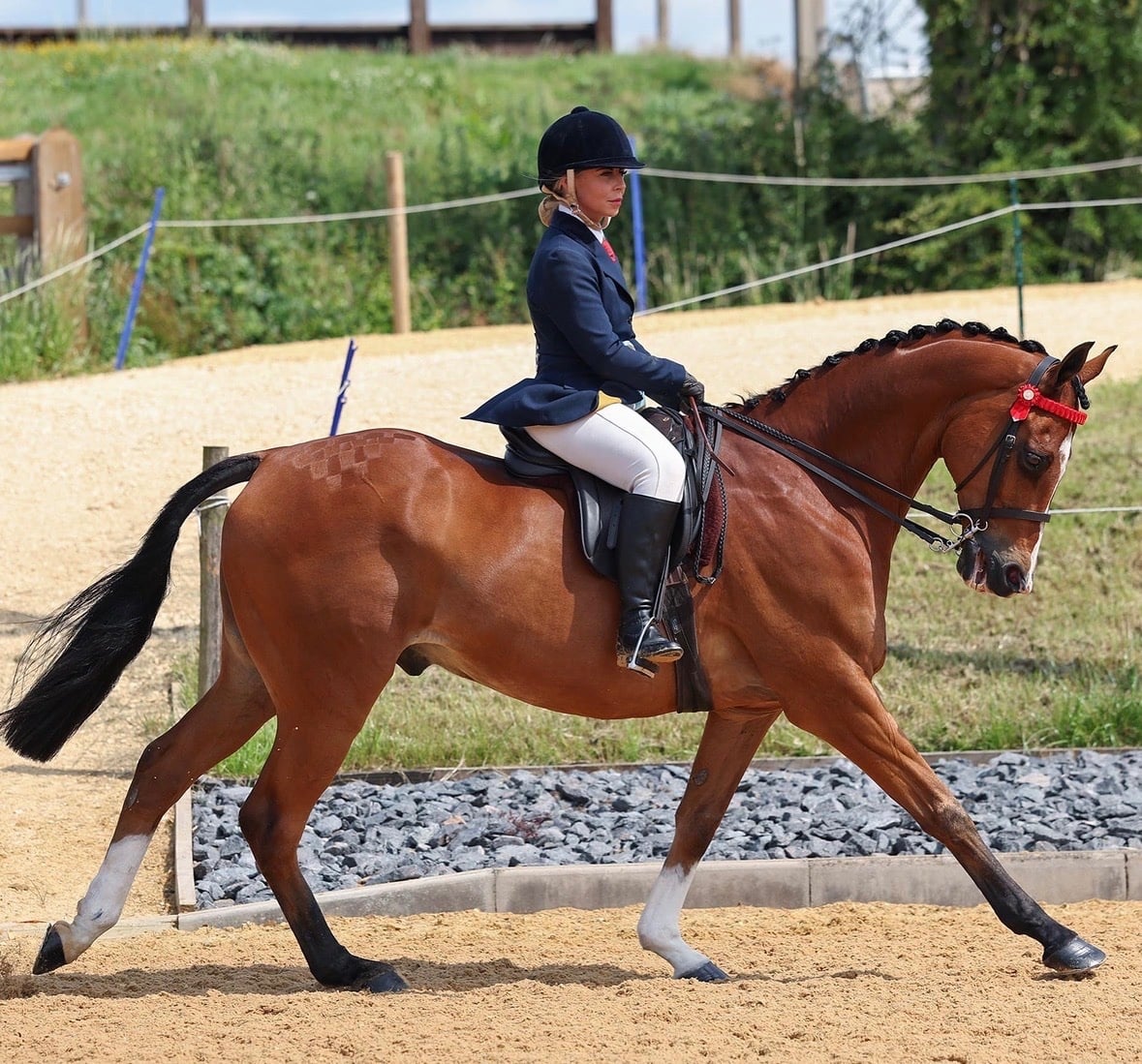 "Yazdi" Bright Bay Gelding Showing Horse