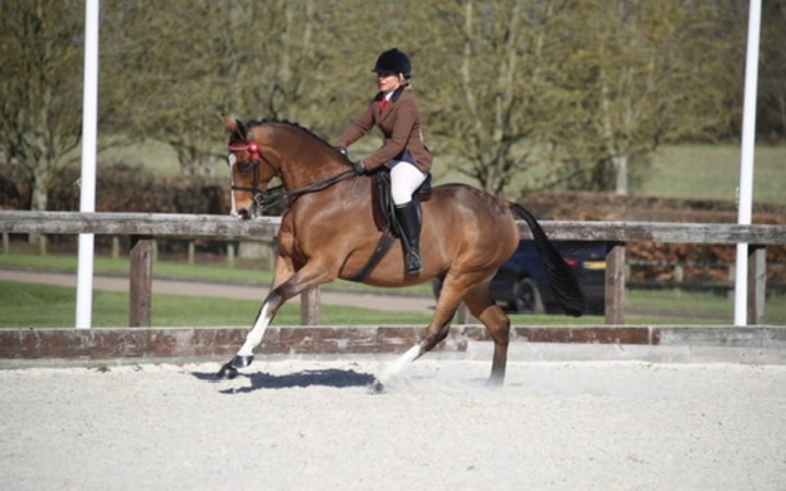 Stafford "Yazdi" Bright Bay Gelding Showing Horse