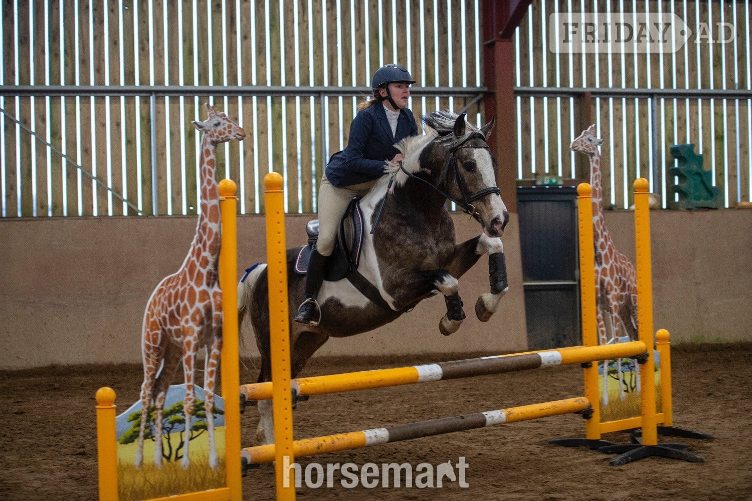 "Muirdrum Cruz " Buckskin Stallion Stallion