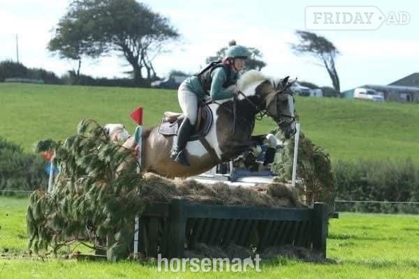 Ystrad Mynach "Muirdrum Cruz " Buckskin Stallion Stallion