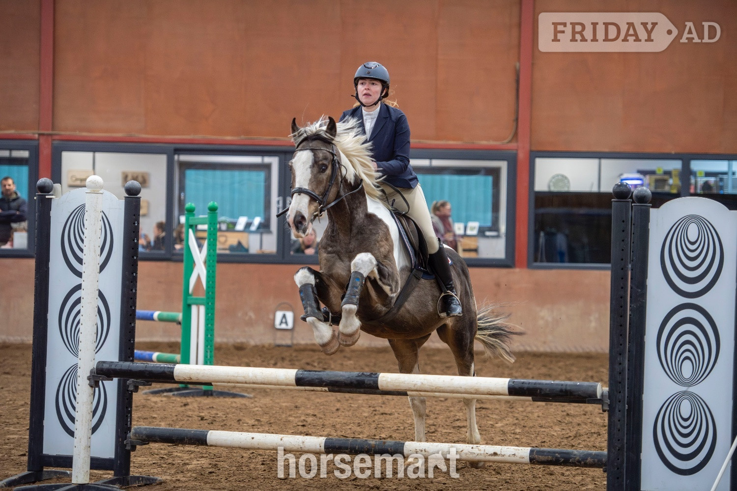 "Muirdrum Cruz " Buckskin Stallion Stallion in Ystrad Mynach