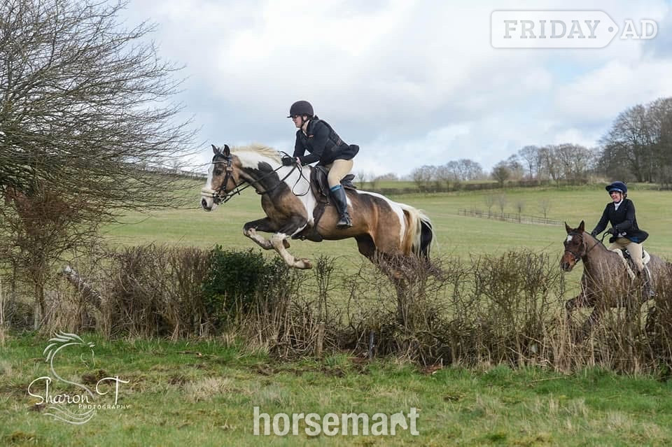 "Muirdrum Cruz " Buckskin Stallion Stallion - Horses