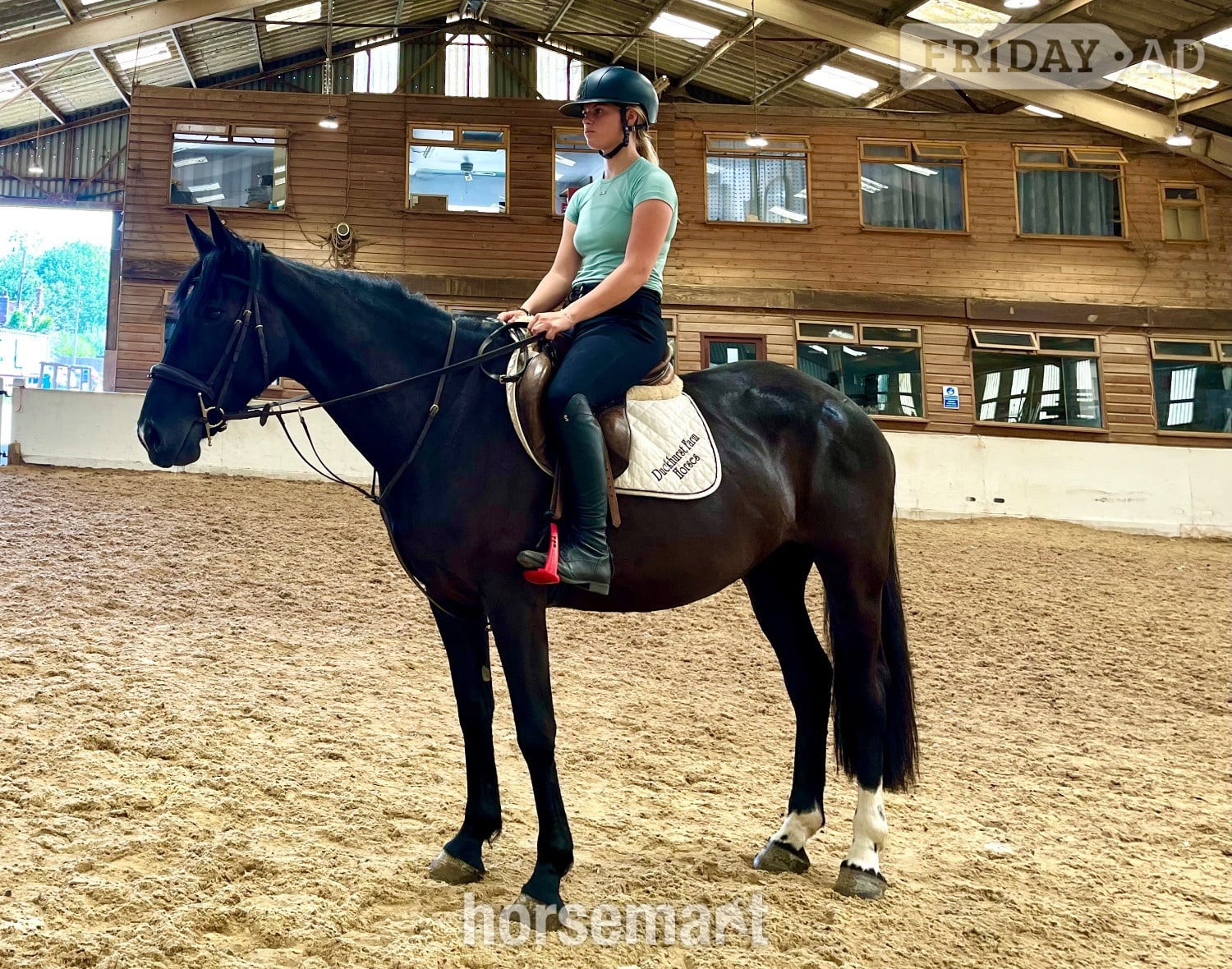 "Echo" Black Mare All Rounder in Staplehurst