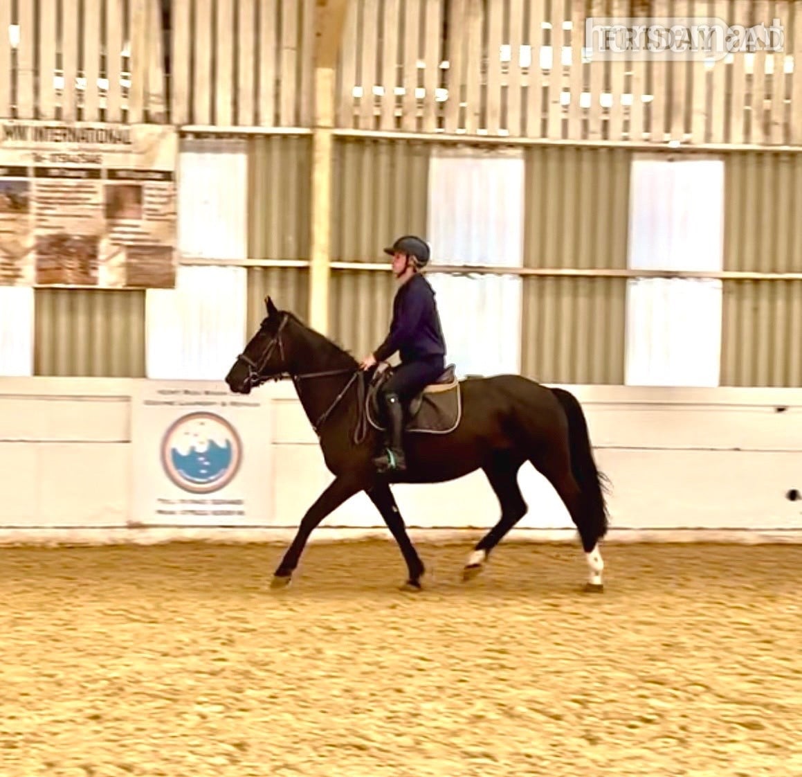 "Echo" Black Mare All Rounder