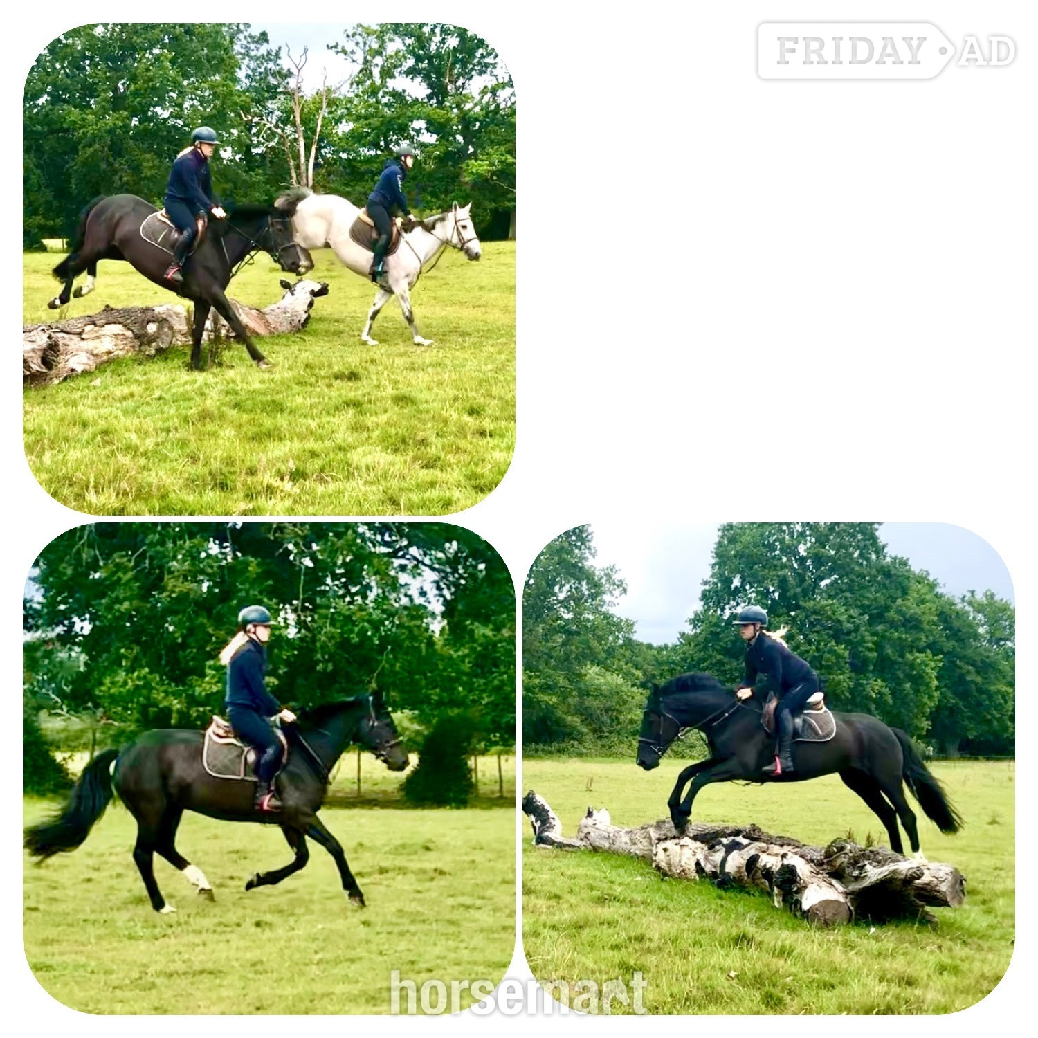 "Echo" Black Mare All Rounder - Horses