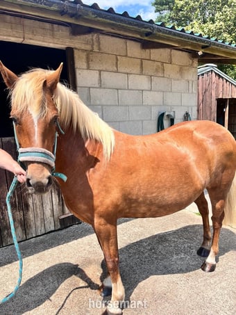 "STAPLEWOOD SIA" Chestnut Mare Pony Club Pony